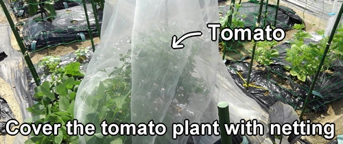 We cover the entire tomato plant with insect netting