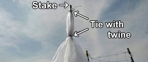 Tie the insect netting to the support stake