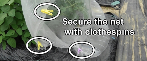 Secure the insect netting with clothespins