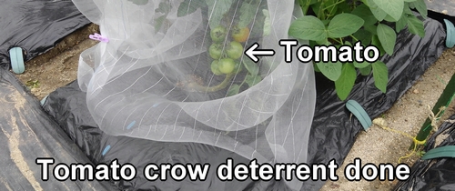 Tomato crow deterrent done