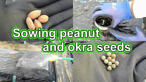 Sowing peanut and okra seeds (Grow peanuts and okra from seed)