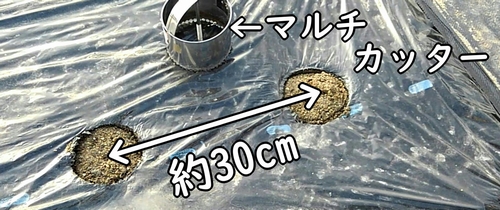 落花生の株間は30cm