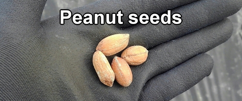 Peanut seeds