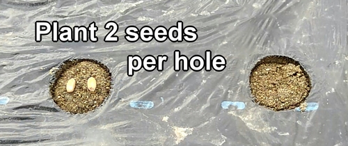 Sow 2 peanut seeds