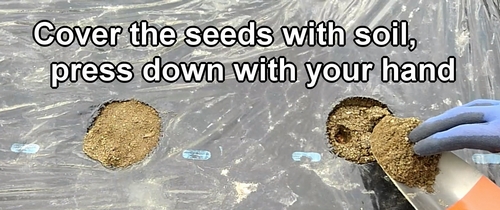 Cover the peanut seeds with soil