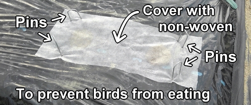 Cover the peanut plot with non-woven fabric