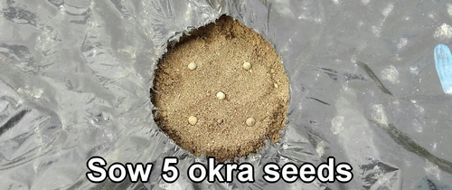 Sow 5 okra seeds
