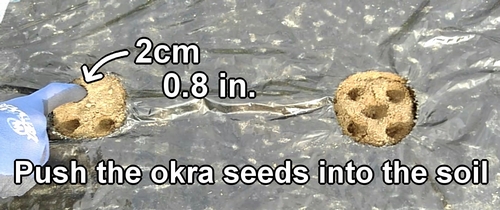 Push the okra seeds into the soil