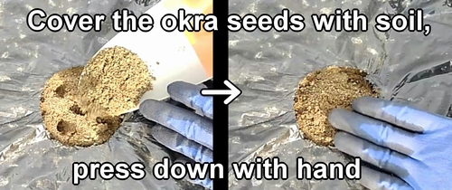 Cover the okra seeds with soil