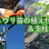 キュウリ苗の植え付けと支柱立て