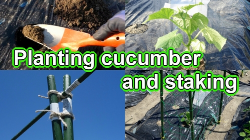 plant-the-cucumber-and-stake-a-en