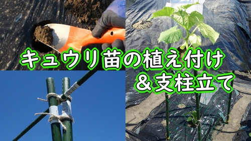 キュウリ苗の植え付けと支柱立て