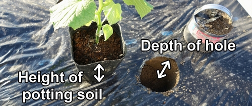 Check the depth of the hole and the height of the potting soil
