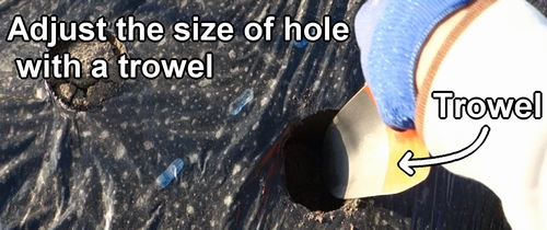 Adjust the size of the hole with a trowel
