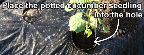 Place the potted cucumber seedling into the hole