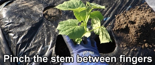 Pinch the stem of cucumber plant between fingers