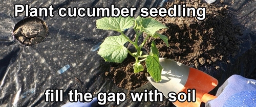 Plant cucumber seedling