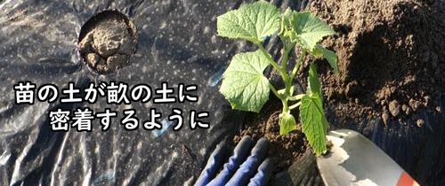 キュウリの苗を植える