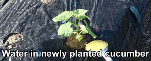 Water in newly planted cucumber