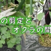 なすの剪定の仕方（千両ナスの切り戻し剪定）と、オクラの間引き