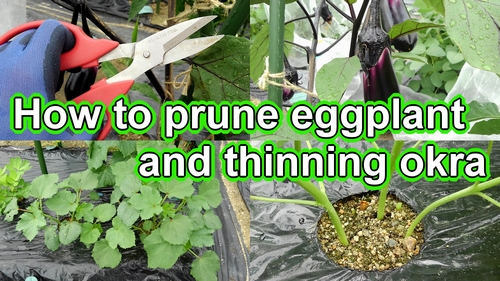 How to prune eggplant (Cut back pruning for eggplant) and thinning okra