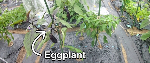 The eggplant (also called aubergine and brinjal) is ready for pruning