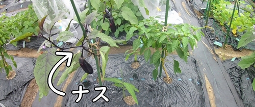 ナスの剪定とオクラの間引き 有機栽培でおいしい野菜作り