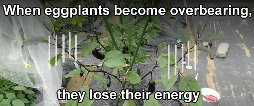 When eggplants become overbearing, they lose their energy