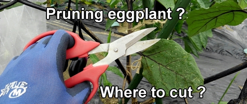 Where to cut when pruning eggplants？