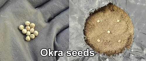 Okra seeds