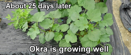 Okra is growing well