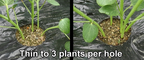 Thin the okra to three plants