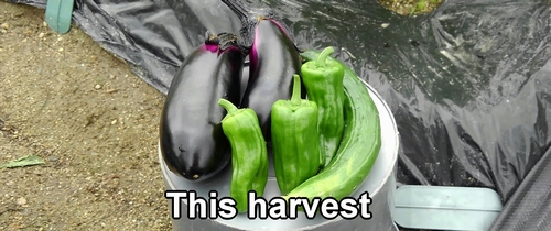 This harvest