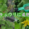 Additional fertilizer for cucumber (Cucumber plant care) – Best way to gro