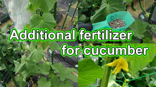 Additional fertilizer for cucumber (Cucumber plant care)