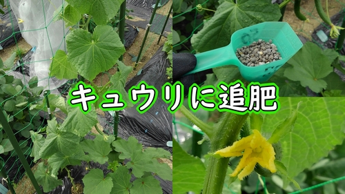 キュウリに追肥