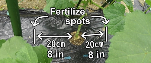 The fertilization spots for cucumber