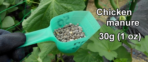 The chicken manure used for cucumber fertilization
