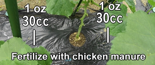 Fertilize with 30g (1 oz) of chicken manure per spot
