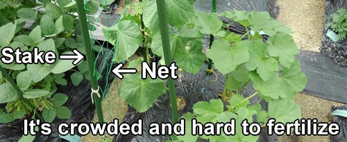 It's difficult to fertilize because there are net and stakes