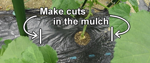 Make cuts in the mulch