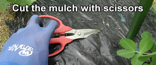 Cut the mulch with scissors