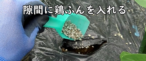 隙間に鶏糞を入れる