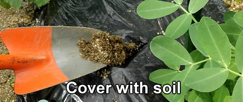 Cover with soil