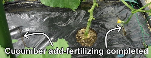 Cucumber add-fertilizing completed