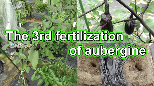 The third fertilization of aubergine
