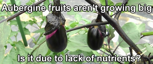 The aubergine fruits aren't growing big