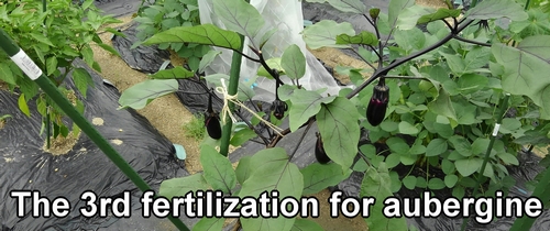 This is the third fertilization for the aubergine