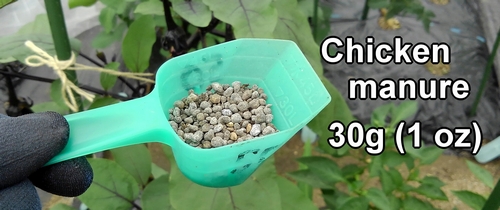 Chicken manure (Best organic fertilizer for aubergine)