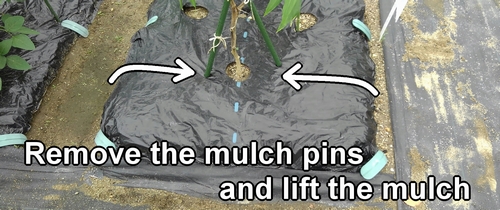 Remove the mulch pins